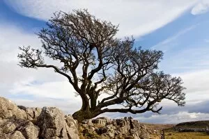 Images Dated 13th February 2010: Old Hawthorn Bush - on Limestone pavement above Malham Cove - Malham - Yorkshire Dales National