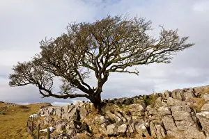 Hawthorn Prints: Old Hawthorn Bush - on Limestone pavement near Malham Cove - Malham - Yorkshire Dales National Park - North Yorkshire