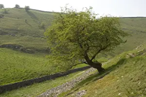 Protected Area Prints: Old hawthorn tree in Millersdale, Peak District National Park; Derbyshire