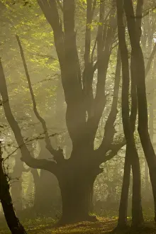 Pollard Prints: Old Hornbeam pollard in forest in early morning mist at the Breite, Sigishoara, Romania