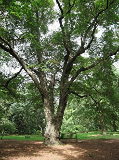 Images Dated 30th August 2006: Old Hornbeam Tree. Kew Gardens, UK