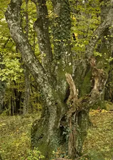 Hornbeam Prints: Old hornbeams, mainly coppiced, in natural woodland