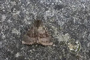 Lady Prints: Old Lady Moth Mormo maura Essex, UK IN000398