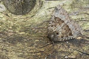 Images Dated 24th July 2007: Old Lady Moth Mormo maura Essex, UK IN000490