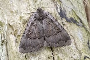 Old Lady Moth, Norfolk UK