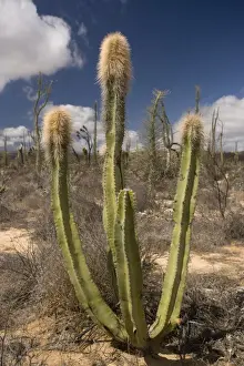 Mexico Prints: Old man cactus, or Senita, in the cactus-rich part of the Sonoran desert on the west side of Baja California