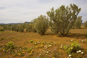 Images Dated 30th August 2007: Old man saltbush (Atriplex nummularia) planted as a back-up fodder plant for drought years