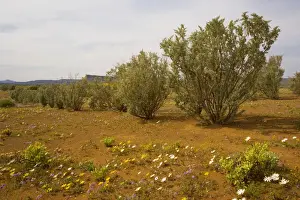 Xerophyte Prints: Old man saltbush (Atriplex nummularia) planted as a back-up fodder plant for drought years