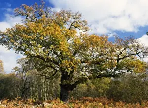 Old Oak Tree - in autumn Ashstead Common, Surrey, City of London Reserve