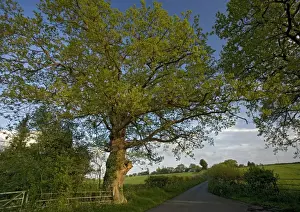 Lane Prints: Old Oak Tree - By country lane. Near Malvern, Worcestershire. UK