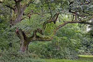 Images Dated 28th August 2008: Old Oak Tree - in the woods