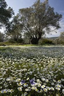 Images Dated 1st April 2012: Old Olive Grove - full of Mediterranean Mayweed