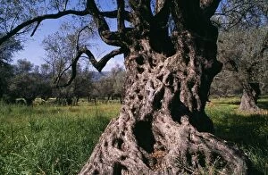 Images Dated 11th May 2004: Old Olive Tree Crete