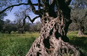 Crete Prints: Old Olive Tree Crete