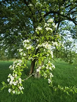 Orchards Prints: Old Pear Tree - in orchard Woodland Trust Reserve, Melrose Farm, Worcestershire, UK