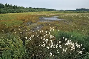 Cottongrass Prints: Old Pingo / Hydro Laccolith / Pingas - High Fens Belgium