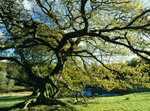 Cumbria Prints: Old Pollard Oak Autumn colour, Mortimere Lake District, UK