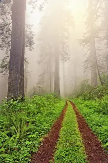 Mist Prints: Old roadway through foggy redwood forest