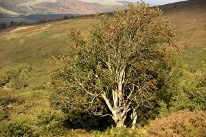Images Dated 25th September 2006: Old rowan tree on the slopes of Dunkery Beacon, Exmoor, in fruit