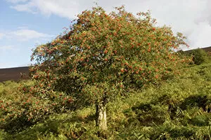 Autumnal Collection: Old rowan tree on the slopes of Dunkery Beacon, Exmoor, in fruit