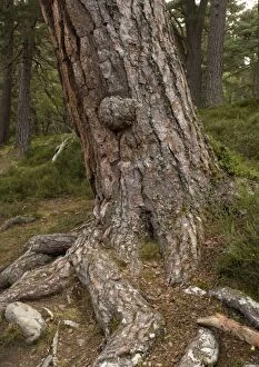Images Dated 1st August 2005: Old Scots pines in ancient Caledonian forest, Rothiemurchus estate; Cairngorms. Bark/trunk