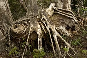 Images Dated 15th February 2006: Old strangler fig, with aerial roots. USA
