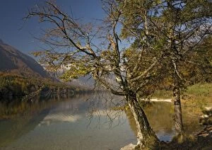 Old stunted hornbeam tree by Lake Bohinj in autumn
