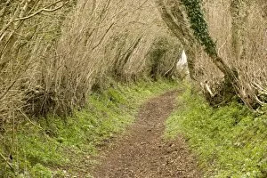 Old sunken lane in the ancient countryside of West Dorset, at Kingcombe
