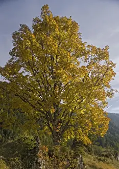 Alps Prints: Old Sycamore tree in autumn colour. Dolomites. Italy