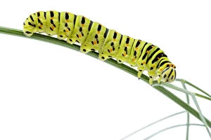 Old World Swallowtail - caterpillar on white background