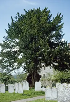 Grave Prints: Old Yew Tree - in Sussex churchyard UK