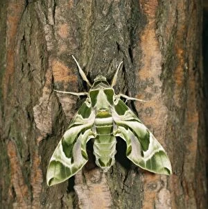 Images Dated 26th July 2004: Oleander Hawk Moth