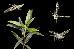 Hawkmoths Prints: Oleander Hawkmoth - group flying around Oleander plant - digitally altered 11865
