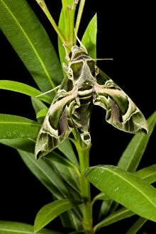 Oleander Hawkmoth - on Oleander plant