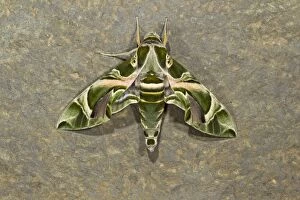 Images Dated 22nd November 2010: Oleander Hawkmoth - resting on stone wall 11853