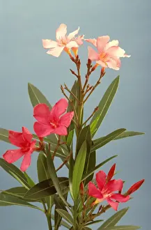 New South Wales Prints: Oleander - toxic plant: children have died from eating leaves