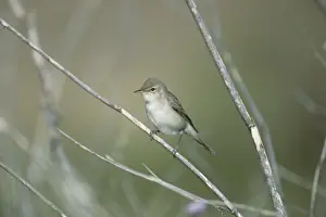 Lesvos Prints: Olivaceous Warbler - Lesbos, Greece BI006373