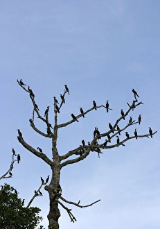 Images Dated 29th April 2004: Olivaceus Cormorant