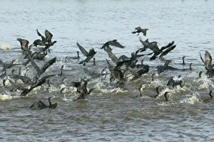 Olivaceus Cormorant - fishing in group llanos, Venezuela Phalacrocorax olivaceus