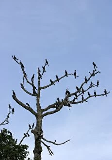 Olivaceus Cormorant - flock in tree