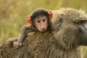 Olive Baboon Adult carrying young on back Maasai Mara, Kenya, Africa