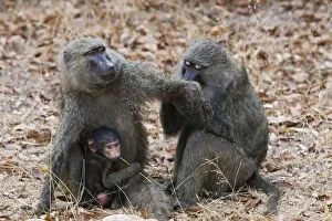Images Dated 7th September 2005: Olive Baboon - Adult females grooming (with infant) Gombe Stream Reserve, Tanzania