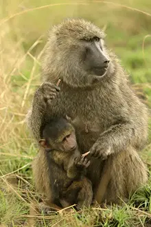 Olive Baboon Adult and young Maasai Mara, Kenya, Africa