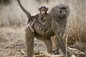 Babies On Back Prints: Olive Baboon - adult with young - Masai Mara National Reserve - Kenya JFL05342