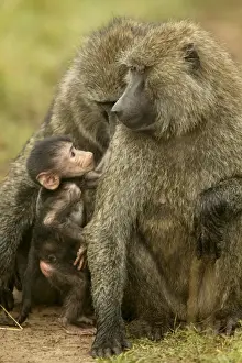 Olive Baboon Adults with young Maasai Mara, Kenya, Africa