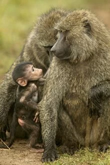 Images Dated 25th August 2003: Olive Baboon Adults with young Maasai Mara, Kenya, Africa
