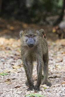 Images Dated 9th September 2005: Olive Baboon - Agressive adolescent Gombe Stream Reserve, Tanzania