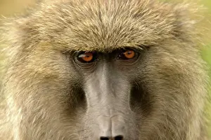 Eyes Prints: Olive Baboon Close up of face Maasai Mara, Kenya, Africa