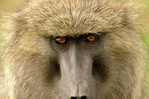 Olive Baboon - Close-up of face