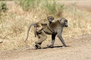 Images Dated 14th August 2005: Olive Baboon - female with baby on back. Gidole - Pays Gardula - Ethiopie